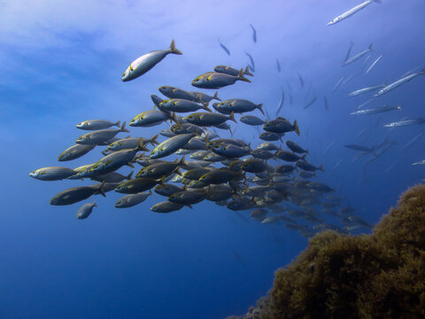 Salpas, Cabo de Palos