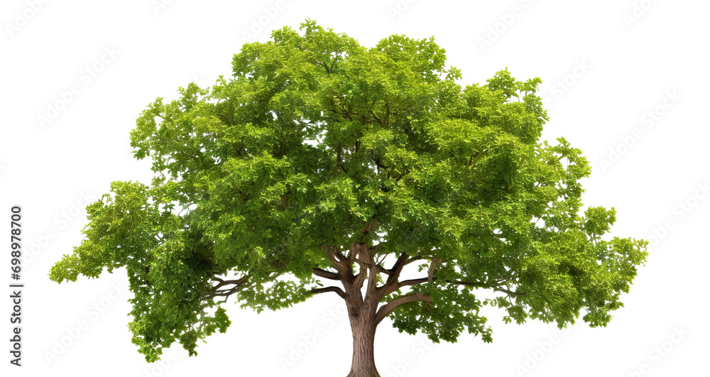 Wall mural green wide tree cut out - Wall murals