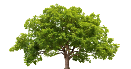 Green wide tree cut out