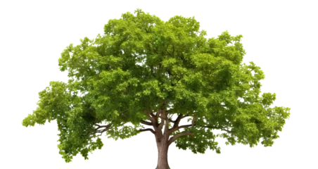 Abwaschbare Fototapete Green wide tree cut out © Yeti Studio