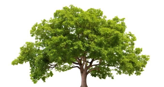 Green wide tree cut out