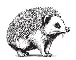 Hedgehog animal sketch drawn in hand graphic style Vector © BigJoy