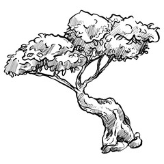 bonsai tree handdrawn illustration