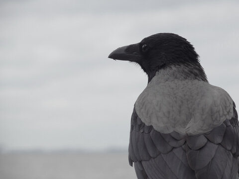        The silhouette of a gray crow against a cloudy sky.