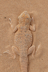 Toad-headed agama Phrynocephalus mystaceus, burrows into the sand in its natural environment. A...
