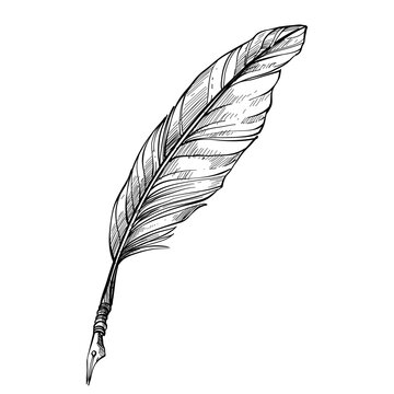 Quill Handdrawn Illustration