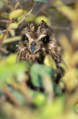 Hibou moyen duc,.Asio otus , Long eared Owl