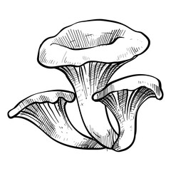 black trumpet mushroom handdrawn illustration - obrazy, fototapety, plakaty