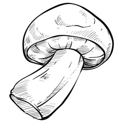 boletus mushroom handdrawn illustration