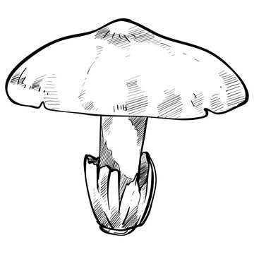 caesar mushroom handdrawn illustration