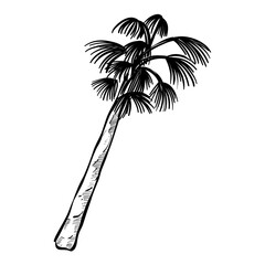 coconut tree handdrawn illustration