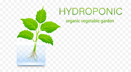 Portable hydroponic aeroponic system for eco-friendly growing of green lettuce, vegetables and herbs. organic vegetable garden