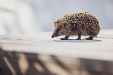 Cute hedgehog walking on wooden terrace