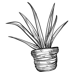 houseplant handdrawn illustration