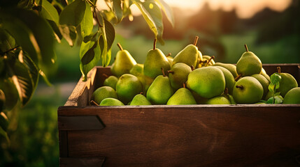Green pears harvested in a wooden box in an orchard with sunset. Natural organic fruit abundance. Agriculture, healthy and natural food concept.