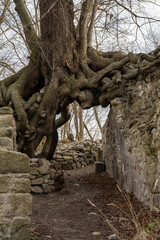 Burgruine Lauenburg mit altem Baum