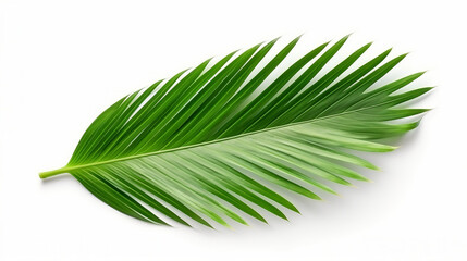 Exotic Tropical Palm Leaf Clip Art: Vibrant Green Foliage Isolated on White Background, Perfect Botanical Design Element for Lush Jungle Vibes and Summer Decorations.