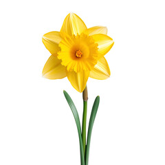 Fototapeta premium yellow daffodils isolated on transparent background Remove png, Clipping Path, pen tool