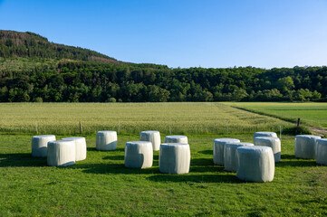 Obraz premium Bales of hay wrapped in foil lie on a green meadow