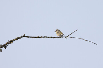 A yellow, female common crossbill (loxia curvirostra) is perched high in the top of a tree in the dolomite mountain region of Italy. Pale blue sky background.