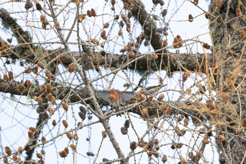 red or common crossbills (loxia curvirostra) in the top of a tree in the dolomite mountain region of Italy. Blue sky background.