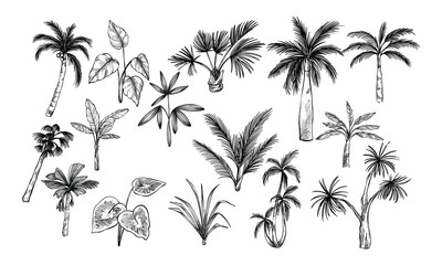 Fototapeta na wymiar palm tree handdrawn collection