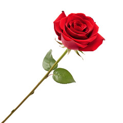single Red rose isolated on transparent background Remove png, Clipping Path, pen tool