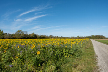 Beautiful sunflower field in Autumn with an dirt road