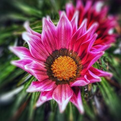 Obraz premium close up of pink flower