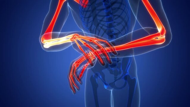 Human Skeleton System Upper Limbs Bone Joints Anatomy Animation Concept