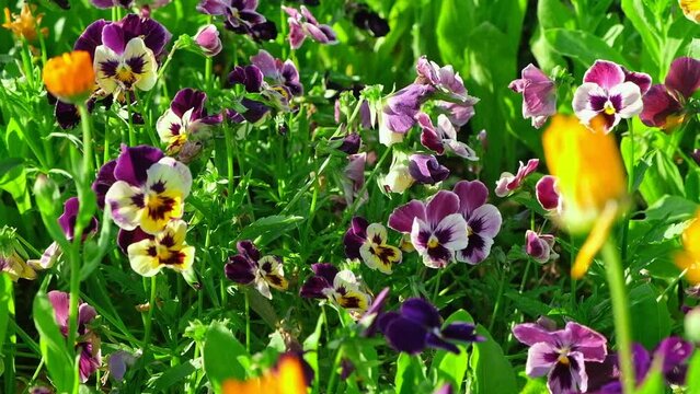 Wild pansies, Viola Tricolor, also known as Johnny Jump Up. Many Purple and Yellow Flowers. Pansies on a Backyard. Landscaping in Green Home Garden. Landscape Design with Flower beds in Summer.	
