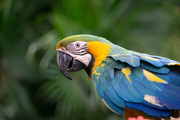 A blue and yellow macaws in the jungle. High quality photo