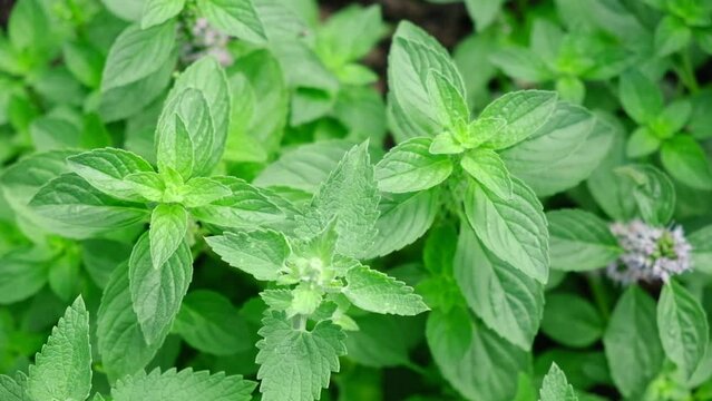 Lemon balm and Mint growing abundant in a garden bed. Mentha Fresh leaves background Closeup Top view. Plant Organic Ingredient for lemonade, mojito. Herbs for brewing beautiful aromatic medicinal tea