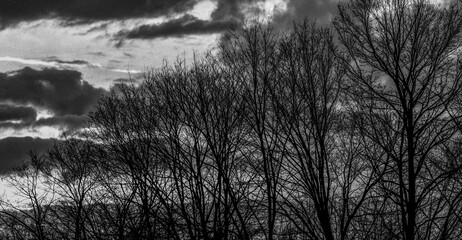 Grayscale of bare trees on a cloudy day