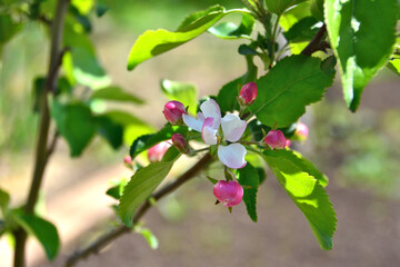 branch of blooming apple with pink flowers and buds close up