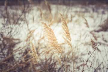 Dry grass in winter in the snow