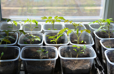 tomato seedling in the plastic containers on the window sill close up 