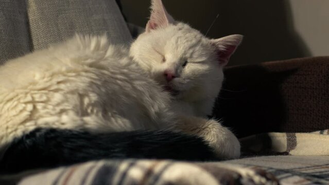 Cozy white pet cat sleeping in chair and wakes up