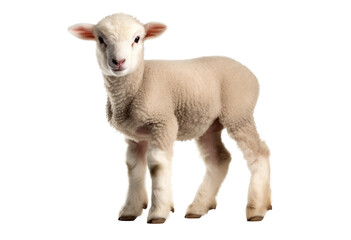 Fototapeta premium baby sheep on transparent background