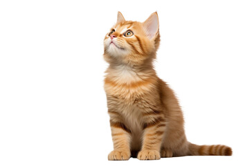 Cute ginger kitten looking up on transparent background