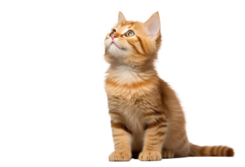 Cute ginger kitten looking up on transparent background