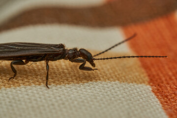 a black insect perched on an object.