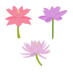 Water Lily Lotus Flower Collection Set