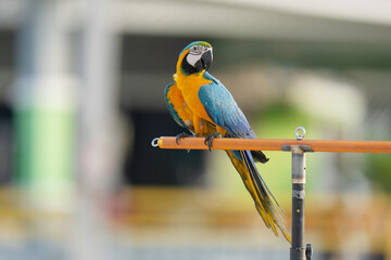 blue and gold macaw parrot  free frying on aluminum rod.