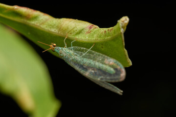 Details of a green lacewing Chrysopidae insect