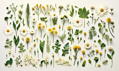 Foto op Plexiglas medicinal plants on light background: chamomile, fern, fern, fletley for illustration of natural cosmetics, medicines  © Jam