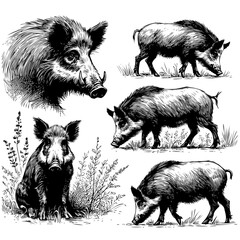 Vintage engrave isolated hog set illustration ink sketch. Wild boar background pig vector art - obrazy, fototapety, plakaty