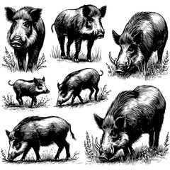 Hand sketch of a wild boar. Vector illustration. Hand sketch of a wild boar. Vector illustration.