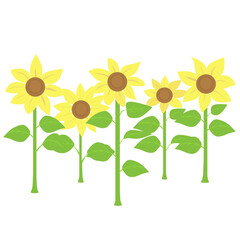 Yellow Sunflower Field Cartoon Vector Image