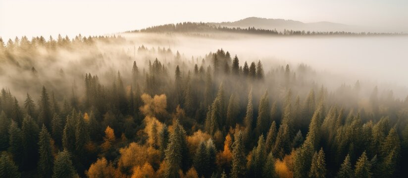 Forest trees with aerial top view with fog.
